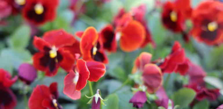 Toroslar, her mevsim rengarenk