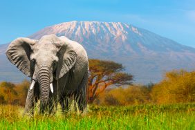 Giant Elephant grazing at Amboseli with Kilimanjaro